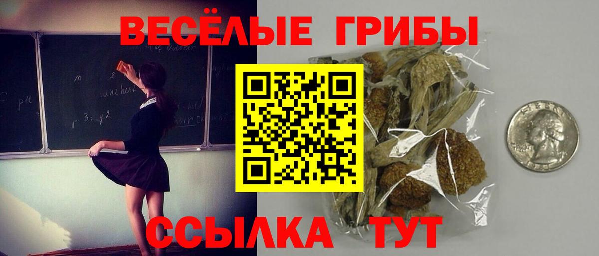Сертолово  где найти наркотики  Галлюциногенные грибы Psilocybe  Вход с VPN  Псилоцибиновые грибы мухоморы 